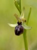 Ophrys argentaria, Monte Argentaria 2010-04-12