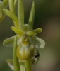 Ophrys argentaria, Monte Argentaria 2010-04-15