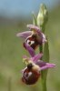 Ophrys argolica, Peloponnesos 2004-04-14