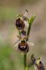 Ophrys argolica subsp crabronifera, Toscana 2010-04-12