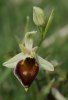 Ophrys argolica subsp crabronifera, Toscana 2010-04-18