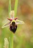 Ophrys argolica subsp crabronifera, Toscana 2010-04-13