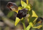 Ophrys attaviria, Rhodos 20011-04-07