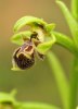 Ophrys attica, Chios, april 2009