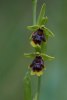 Ophrys aymoninii, Aveyron (Fr.) 2011-05-20