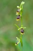 Ophrys aymoninii, Aveyron (Fr.) 2011-05-20