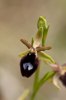 Ophrys bertoloniformis, Gargano (It.) 2011-04-25
