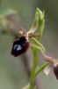 Ophrys_berOphrys bertoloniformis, Gargano (It.) 2011-04-25toloniformis_2