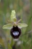 Ophrys bertoloniformis, Gargano (It.) 2011-04-25