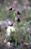 Ophrys bertolonii, Sicilien 2003-04-25