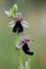 Ophrys bertolonii, Garganao (It.) 2011-04-29