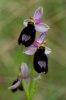 Ophrys bertolonii subsp. saratoi, St Vallier de Thiey 2011-05-18