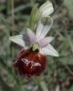Ophrys argolica subsp. biscutella, Gargano (It.) 2005-04-19