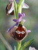 Ophrys argolica subsp. biscutella, Gargano (It.) 2005-04-22