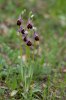 Ophrys argolica subsp. biscutella, Gargano (It.) 2011-04-24