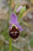 Ophrys argolica subsp. biscutella, Gargano (It.) 2011-04-24