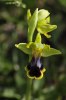 Ophrys blitopertha, Chios (Gr.) 2009-04-08