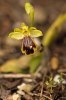 Ophrys blitopertha, Rhodos 2011-04-04