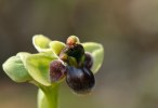 Ophrys bombyliflora, Toscana 2010-04-14