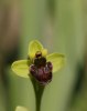Ophrys bombyliflora, Toscana 2010-04-14