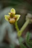 Ophrys bombyliflora, Gargano (It.) 2011-04-28