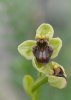 Ophrys bombyliflora, Gargano (It.) 2011-04-27