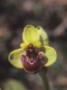 Ophrys bombyliflora, Kreta 1998-04-18