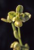 Ophrys bombyliflora var. chlorantha, Gargano (It.) 2000-04-24