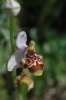 Ophrys oestrifera subsp. stavri, Peloponnesos, 2004-04-17