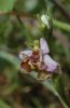 Ophrys oestrifera subsp. stavri, Peloponnesos, 2004-04-17