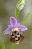 Ophrys calypsus, subsp. calypsus, Rhodos 2011-04-04