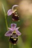 Ophrys calypsus, subsp. calypsus, Rhodos 2011-04-04