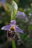 Ophrys calypsus subsp. pseudoapulica, Rhodos 2011-04-08