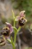 Ophrys calypsus, subsp. calypsus, Rhodos 2011-04-03 