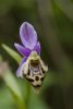 Ophrys calypsus scolopaxoides, Rhodos 2011-04-03