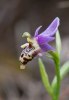 Ophrys calypsus scolopaxoides, Rhodos 2011-04-03