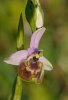 Ophrys candica Rhodos 2011-04-05