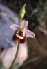Ophrys candica, Kreta 2001-04-17