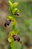 Ophrys cinereophila, Chios 2009-04-07