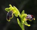 Ophrys cinereophila, Chios 2009-04-09