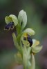 Ophrys cinereophila, Rhodos 2011-04-03