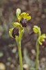 Ophrys cinereophila, Kreta april 2001