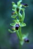 Ophrys cinereophila, Cypern 2002-03-13 