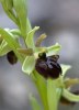 Ophrys classica ?, Toscana 2010-04-18