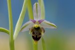 Ophrys cornuta, Gargano 2011-04-26