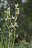 Ophrys cornuta, Gargano 2011-04-26