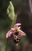 Ophrys cornuta, Gargano 2000-04-22