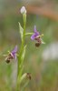 Ophrys cornutula, Rhodos 2011-04-03 