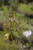 Ophrys cornutula, Rhodos 2011-04-04