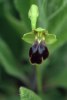 Ophrys cressa, Kreta 2001-04--15
